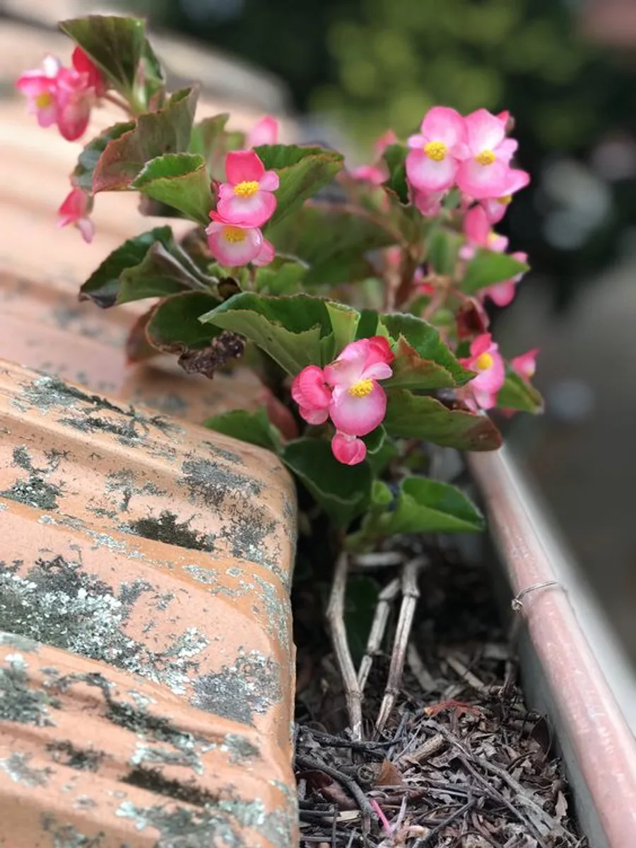 Pink begonias growing out of the silt in a roof gutter beside terracotta roof tiles, photographed on a Gutter Goat job