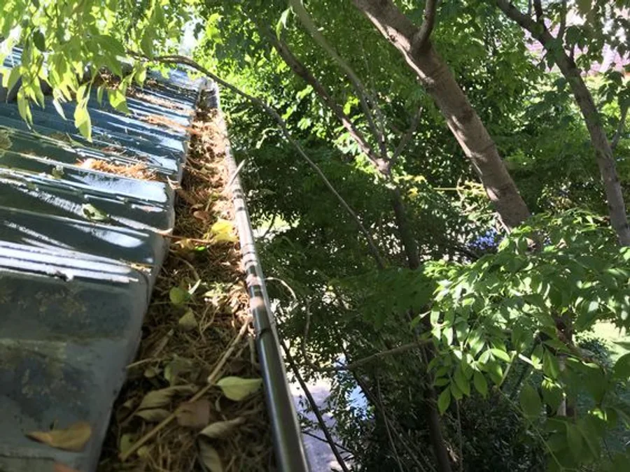 Residential roof gutter packed solid with leaf litter under a tree canopy