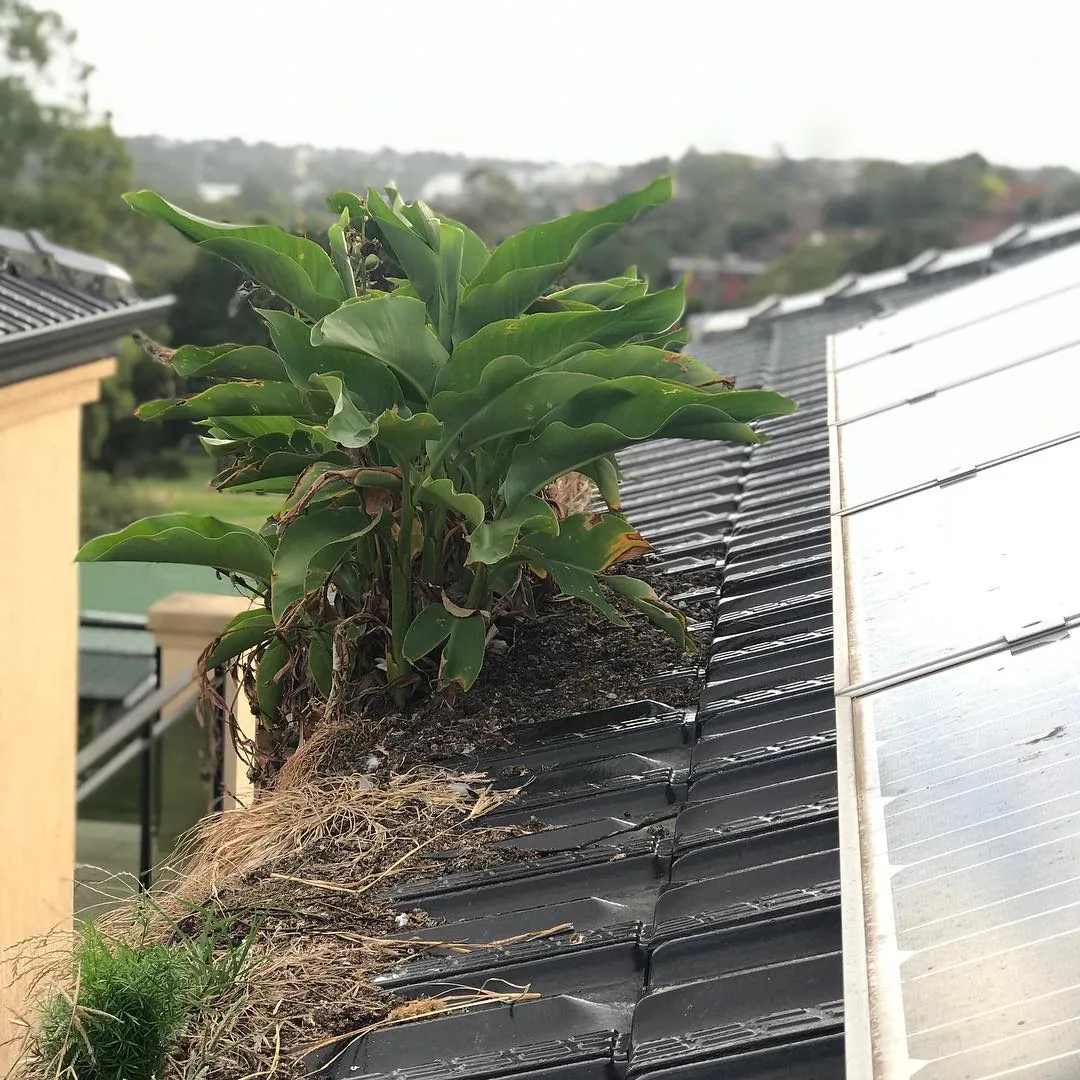 A leafy plant growing out of the silt in a roof gutter beside a solar panel