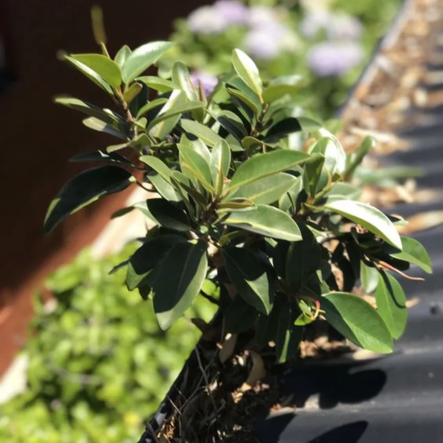 A shrub growing out of a blocked residential roof gutter, photographed on a Gutter Goat job